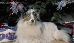喜乐蒂犬的饲养方法