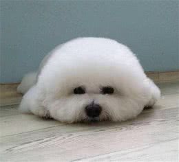 比熊犬都有哪些特点，能让人疼爱有加
