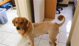 可爱金毛犬去剪毛，变成猴脸八字眉土狗，美容师误解了什么？