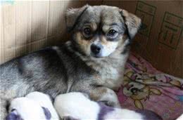 这只狗妈妈生了三只熊猫犬，眼圈黑黑的像是被人揍了一顿让人捧腹