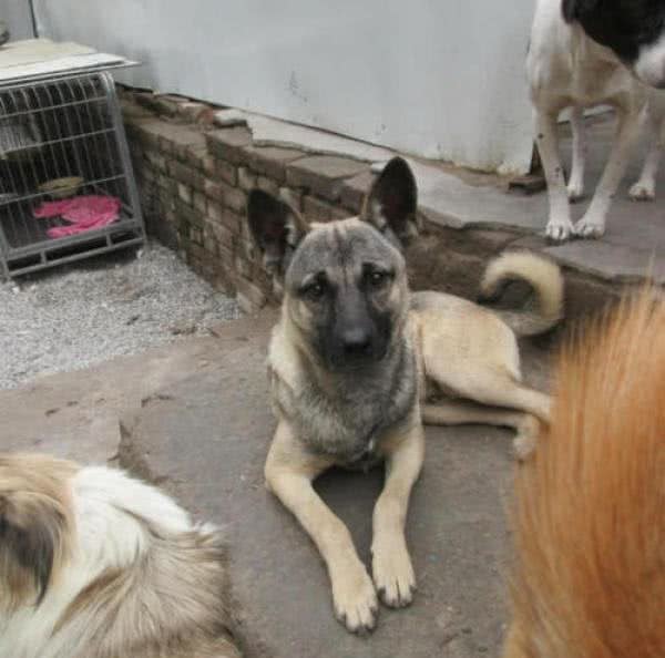 东北最出名的三类狼犬,名气不弱于德牧犬,第三种仅存数千只