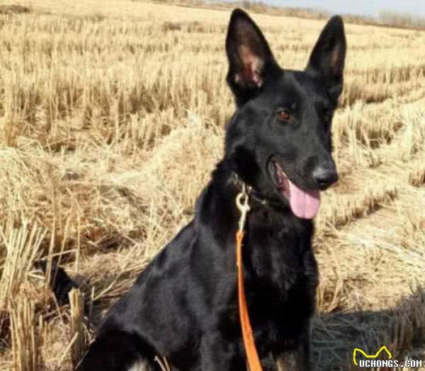 东北最出名的三类狼犬,名气不弱于德牧犬,第三种仅存数千只