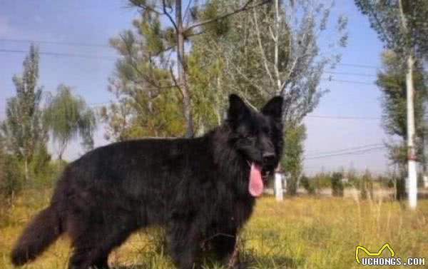 东北最出名的三类狼犬,名气不弱于德牧犬,第三种仅存数千只