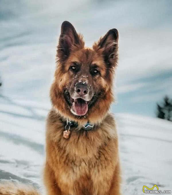东北最出名的三类狼犬,名气不弱于德牧犬,第三种仅存数千只