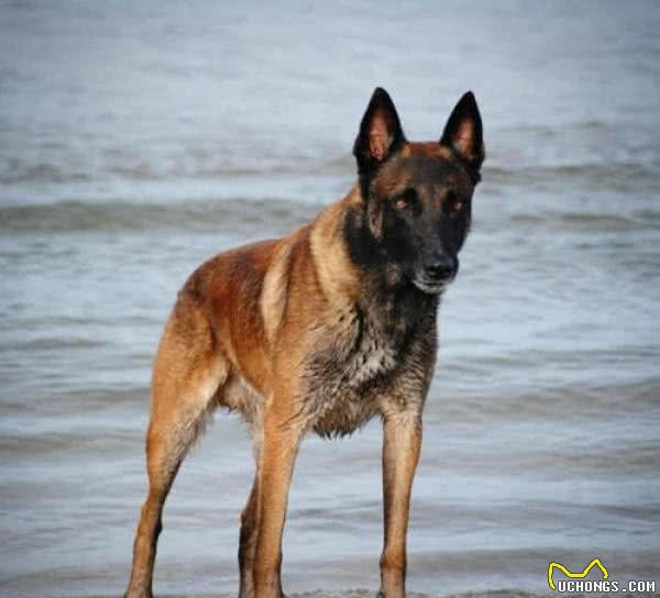 东北最出名的三类狼犬,名气不弱于德牧犬,第三种仅存数千只