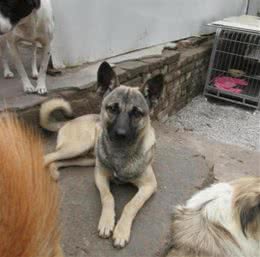 东北最出名的三类狼犬，名气不弱于德牧犬，第三种仅存数千只