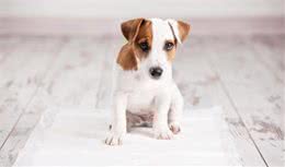 狗狗不听话，打了也不管用怎么办？