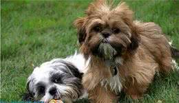 动物星球·世界名犬赏析—西施犬！