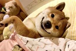 作为一枚养狗的铲屎官，这8种狗狗心理，你了解几种？