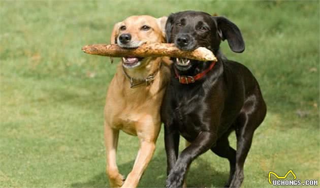 关于平时给犬喂食，这些细节你都做对了吗？