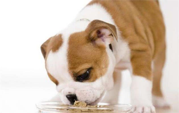 犬粮好不好，看这些就知道！