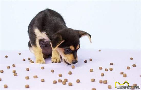 犬粮好不好，看这些就知道！