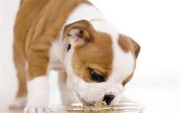 犬粮好不好，看这些就知道！