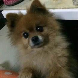 家里的狗狗离开了，我们怎么办？
