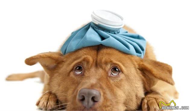 犬传染性肝炎有什么危害了解一下，教你如何防治