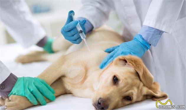 犬传染性肝炎有什么危害了解一下，教你如何防治