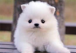 如何训练狗狗？教会狗狗4种常见指令动作