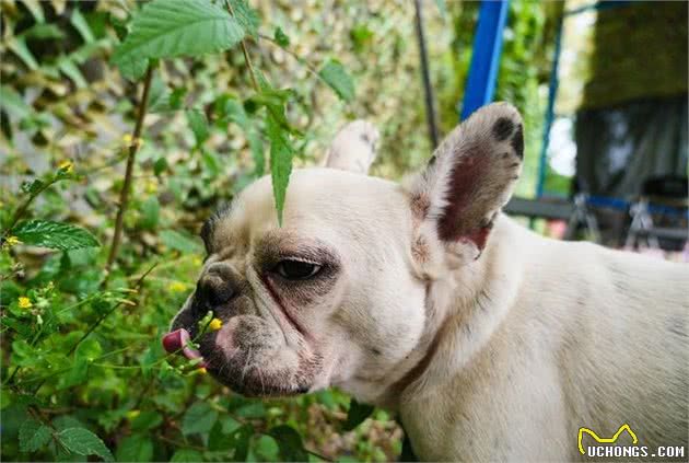 法国斗牛犬多少钱一只？影响其价格的因素有这7个