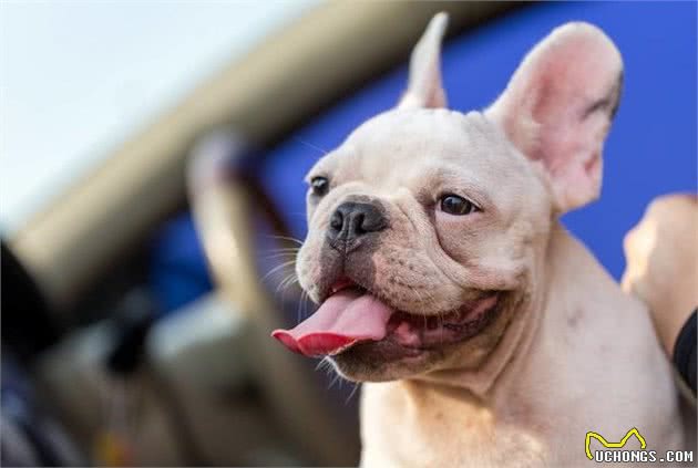 法国斗牛犬多少钱一只？影响其价格的因素有这7个