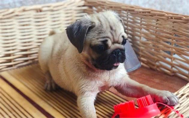 你会因为巴哥犬的这5大“坏处”，而中途放弃饲养它吗？