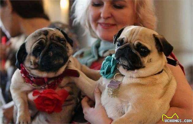 你会因为巴哥犬的这5大“坏处”，而中途放弃饲养它吗？