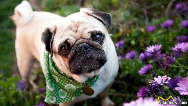 你会因为巴哥犬的这5大“坏处”，而中途放弃饲养它吗？