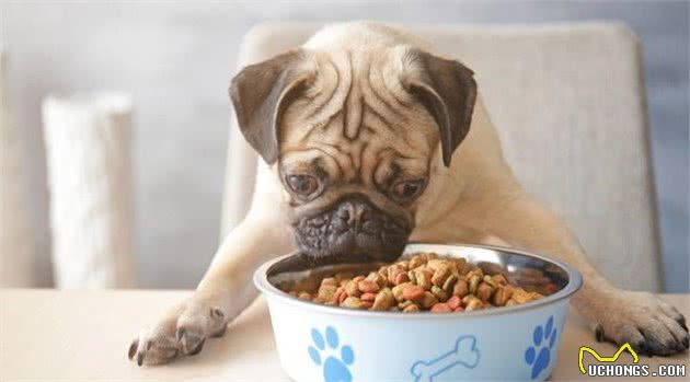 你会因为巴哥犬的这5大“坏处”，而中途放弃饲养它吗？
