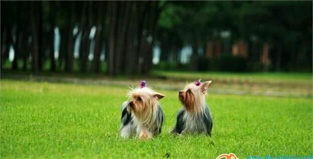 动物星球·世界名犬赏析—约克夏！