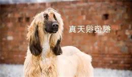汪界智商担当的边牧犬，到底有多聪明？