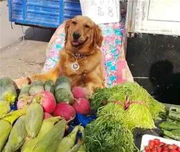哈士奇犬独自在街上卖鸡，不想引来围观，众人皆怀疑二哈卖鸡的诚意