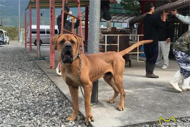 这4种大型猛犬，被誉为“亚洲4小龙”，中国2员虎将入围
