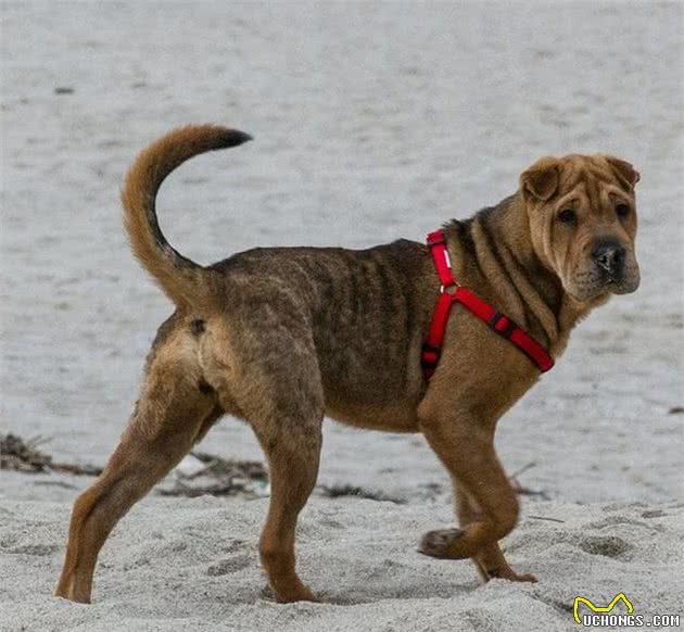 这4种大型猛犬，被誉为“亚洲4小龙”，中国2员虎将入围