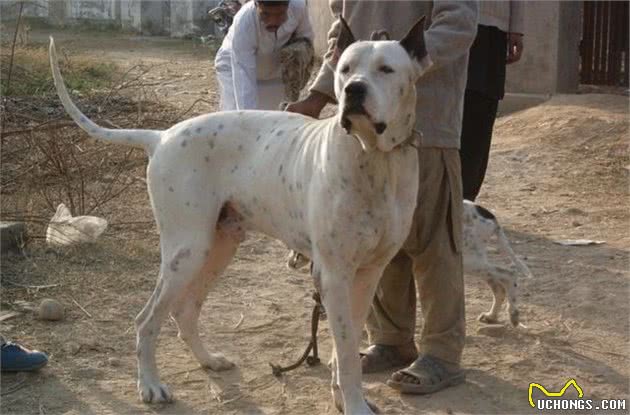 这4种大型猛犬，被誉为“亚洲4小龙”，中国2员虎将入围