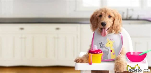 幼犬成长到什么时候，才适合改变饮食？它们该什么时候戒掉幼犬粮