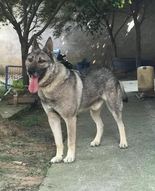 清点10种帅气威武的狼犬，一起来看看你认识几种？
