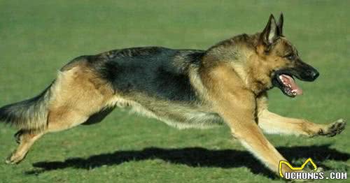 清点10种帅气威武的狼犬，一起来看看你认识几种？