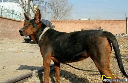 清点10种帅气威武的狼犬，一起来看看你认识几种？