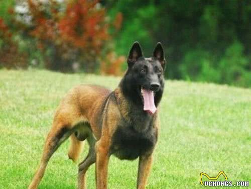 清点10种帅气威武的狼犬，一起来看看你认识几种？