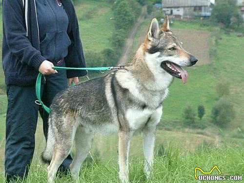 清点10种帅气威武的狼犬，一起来看看你认识几种？