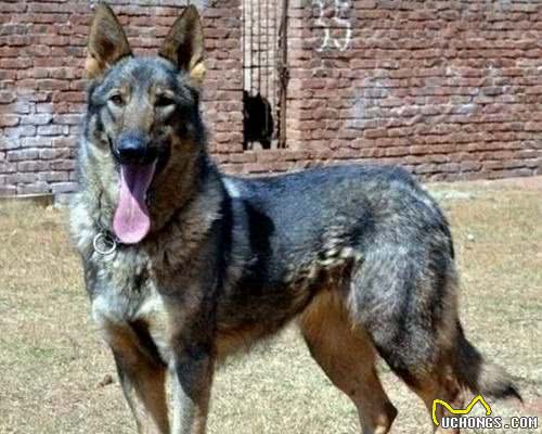 清点10种帅气威武的狼犬，一起来看看你认识几种？