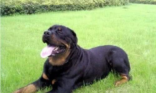 罗威纳犬咬力罗威纳是咬合力最强的狗之一