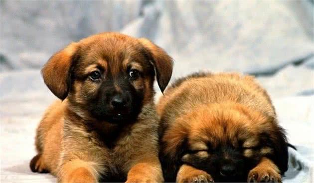 德牧幼犬的饲养方法很重要，因关系到它的一生