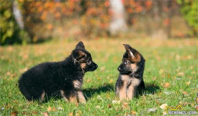 德牧幼犬的饲养方法很重要，因关系到它的一生