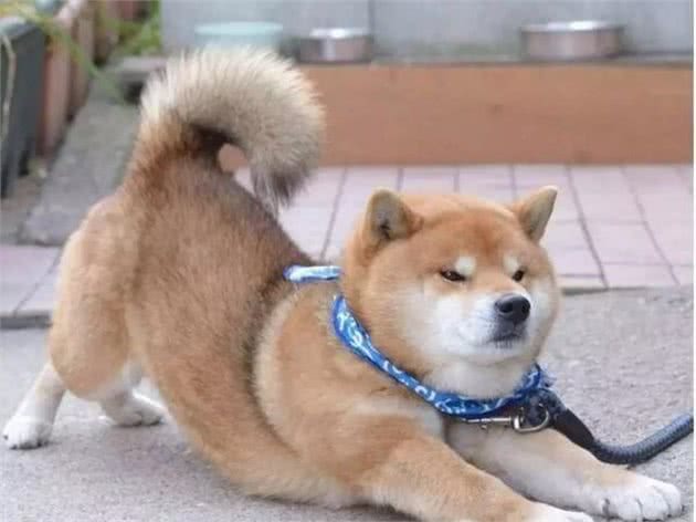 柴犬被主人带来玩雪，胖狗陷在雪中时还在眯眼瞌睡！