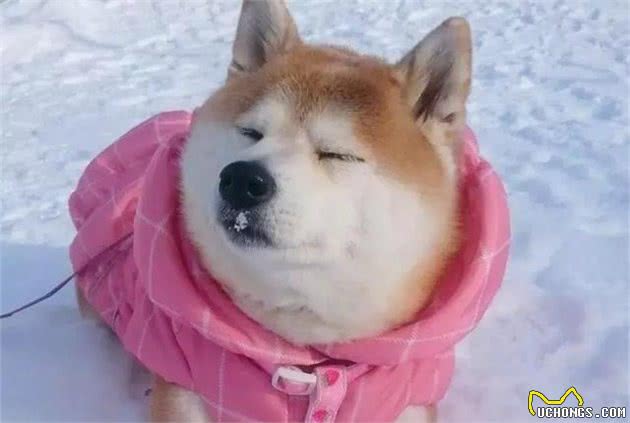 柴犬被主人带来玩雪，胖狗陷在雪中时还在眯眼瞌睡！