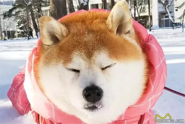 柴犬被主人带来玩雪，胖狗陷在雪中时还在眯眼瞌睡！