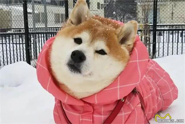 柴犬被主人带来玩雪，胖狗陷在雪中时还在眯眼瞌睡！