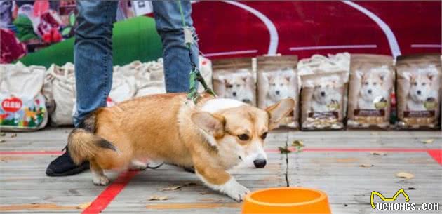 狗狗不愿意出门浪？不是它太懒了，而是你忽略了这些！