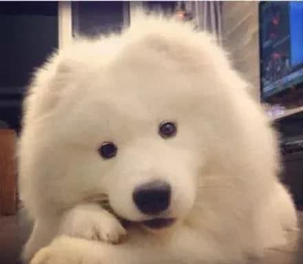 你家萨摩耶犬被宠坏了吗？这4种表现说明中招，再不改就来不及了
