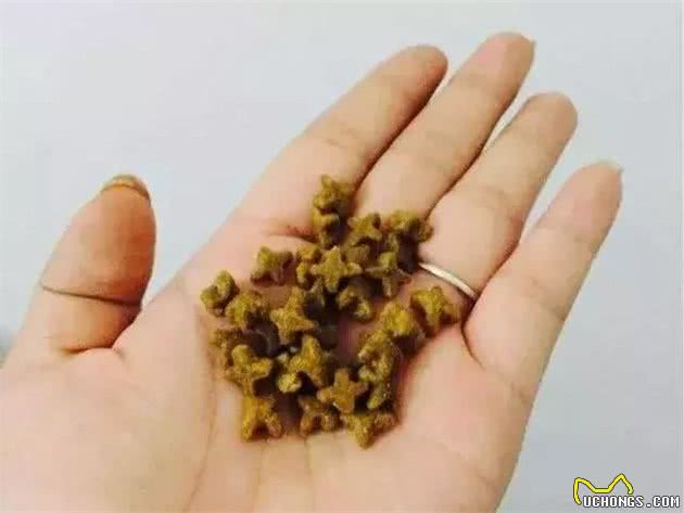 你家萨摩耶犬被宠坏了吗？这4种表现说明中招，再不改就来不及了